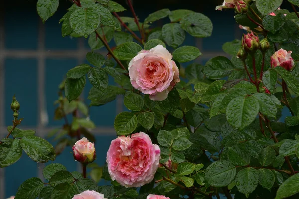 Floraciones Encantadoras Románticas Del Cultivar Rosa Híbrido Double Delight Jardín — Foto de Stock