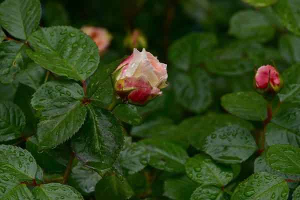 Piękne Romantyczne Kwiaty Hybrydowej Herbaty Różanej Odmiany Double Delight Ogrodzie — Zdjęcie stockowe