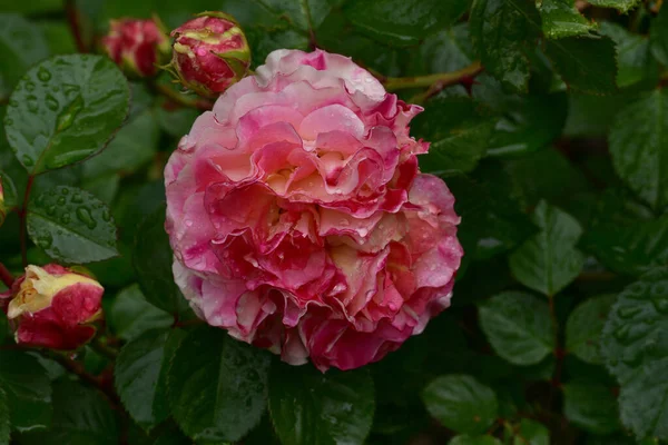 Flores Encantadoras Românticas Cultivar Rosa Chá Híbrido Double Delight Jardim — Fotografia de Stock