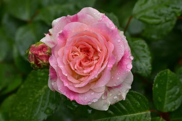 Flores Encantadoras Românticas Cultivar Rosa Chá Híbrido Double Delight Jardim — Fotografia de Stock