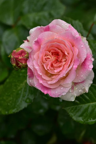 Flores Encantadoras Românticas Cultivar Rosa Chá Híbrido Double Delight Jardim — Fotografia de Stock