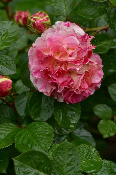 Flores Encantadoras Românticas Cultivar Rosa Chá Híbrido Double Delight Jardim — Fotografia de Stock