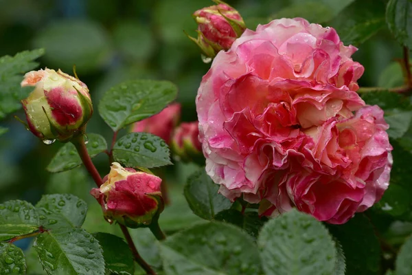 Lovely and romantic blooms of the Hybrid Tea rose cultivar \'Double Delight\' in the garden. Pink tea rose. Beautiful rose blooms in spring in the garden