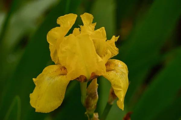 Yellow Iris flower blooming in iris garden. Yellow irises flowers