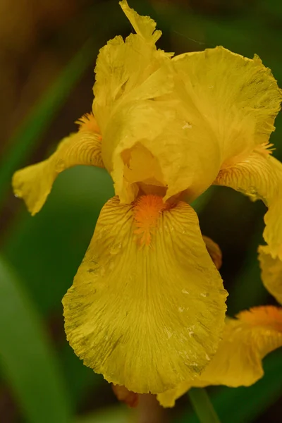 Flor Amarilla Del Iris Floreciendo Jardín Del Iris Lirios Amarillos — Foto de Stock