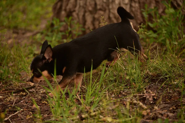 Domestic Dog Female Short Haired Black Brown Chihuahua Outdoors Pooping — Stock Photo, Image