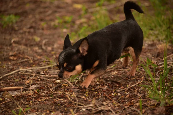 家养的狗是一只雌性短发 黑色和棕色的吉娃娃 在户外的草地上拉屎 奇瓦瓦大便 — 图库照片