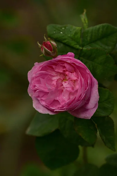美丽而浪漫的杂交茶在花园里绽放着 双喜庆 的玫瑰品种 粉红茶玫瑰 美丽的玫瑰在春天的花园里绽放 — 图库照片