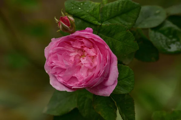 Flores Encantadoras Românticas Cultivar Rosa Chá Híbrido Double Delight Jardim — Fotografia de Stock