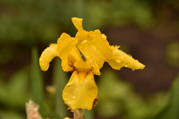Yellow Iris Flower Blooming Iris Garden Yellow Irises Flowers — Stock Photo, Image