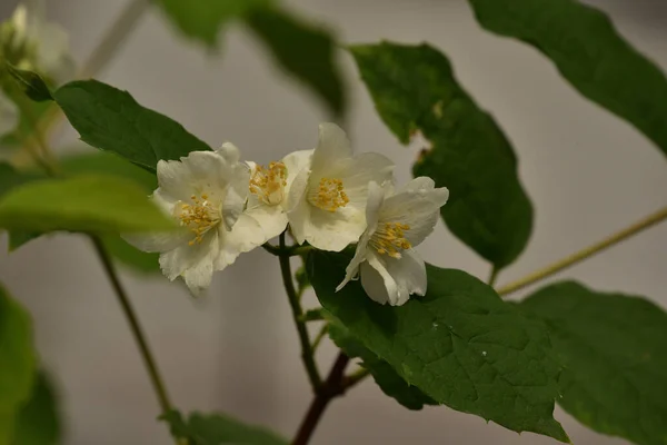 Flores Blancas Primer Plano Rosas Blancas Arbusto Rosas Junio Material —  Fotos de Stock
