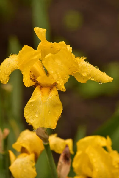 Flor Amarilla Del Iris Floreciendo Jardín Del Iris Lirios Amarillos — Foto de Stock