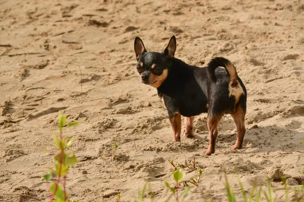 Raza Perro Chihuahua Retrato Lindo Chihuahua Cachorro Raza Pura Cerca — Foto de Stock