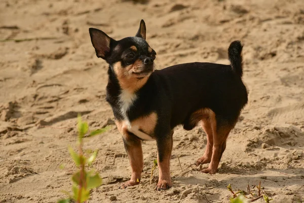 Chihuahua Kutyafajta Portré Egy Aranyos Fajtiszta Kölyökkutya Chihuahua Folyó Közelében — Stock Fotó