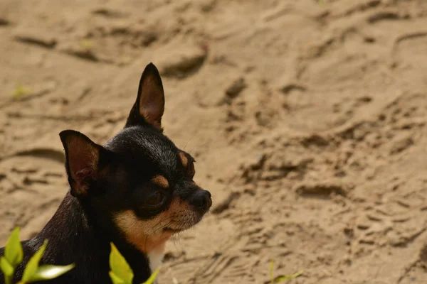 Rasa Câini Chihuahua Portretul Unui Cățeluș Drăguț Rasă Pură Chihuahua — Fotografie, imagine de stoc