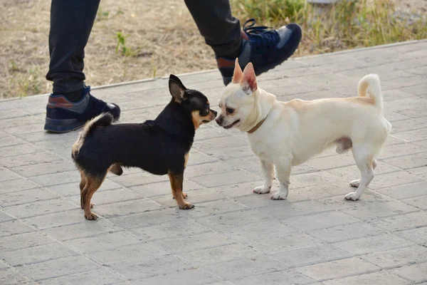 Weiße Und Schwarze Chihuahua Zwei Hunde Bei Einem Treffen Beschnuppern — Stockfoto