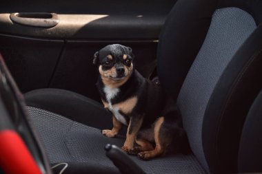 Arabada köpek var. Komik chihuahua. Arabada koltukta minik bir köpek. Arabada büyük kulaklı bir köpek sahibini bekliyor. Koltuktaki arabada siyah bir chihuahua köpeği. Chihuahua siyah-kahverengi-beyaz renkli bir evcil hayvandır..