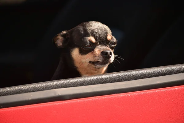 Perro Coche Chihuahua Gracioso Perro Pequeño Asiento Del Coche Perro — Foto de Stock