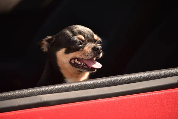 Cão Carro Chihuahua Engraçado Cão Minúsculo Sentado Carro Cão Num — Fotografia de Stock