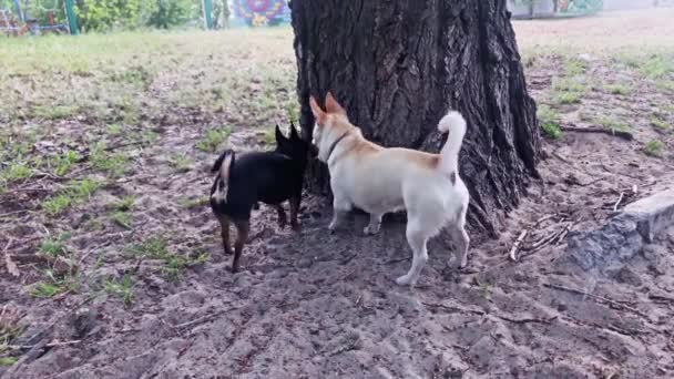 Chihuahua blanc et noir deux chiens. Deux chiens à une réunion se reniflent pour une promenade. Promenez les chiens. Chihuahua. Rencontrer des chiens pour une promenade. Animaux domestiques