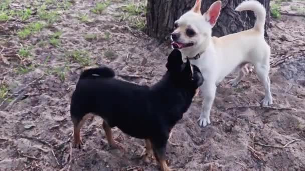 Chihuahua blanc et noir deux chiens. Deux chiens à une réunion se reniflent pour une promenade. Promenez les chiens. Chihuahua. Rencontrer des chiens pour une promenade. Animaux domestiques