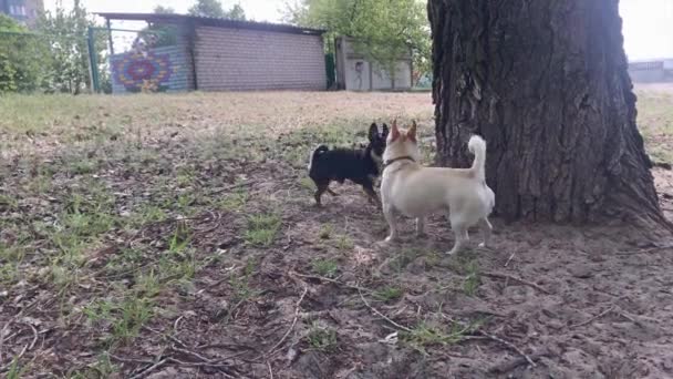 Chihuahua blanc et noir deux chiens. Deux chiens à une réunion se reniflent pour une promenade. Promenez les chiens. Chihuahua. Rencontrer des chiens pour une promenade. Animaux domestiques