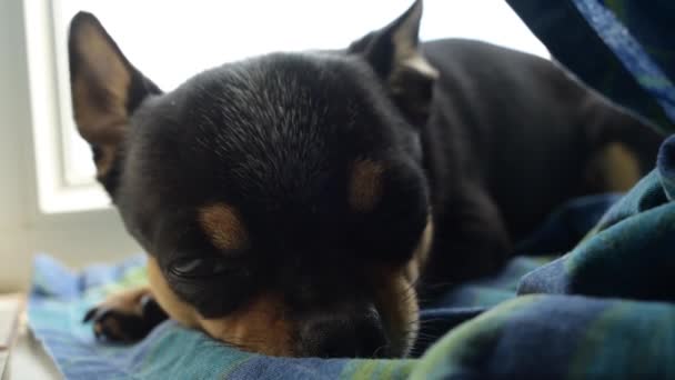 Hund Haus Chihuahua Liegt Auf Der Fensterbank Auf Dem Vorhang — Stockvideo