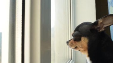 Evde bir köpek var. Chihuahua perdenin perdesindeki pencere eşiğinde yatıyor. Köpek, sahibini bekliyor. Chihuahua.