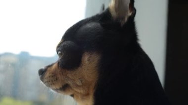 Evde bir köpek var. Chihuahua perdenin perdesindeki pencere eşiğinde yatıyor. Köpek, sahibini bekliyor. Chihuahua.