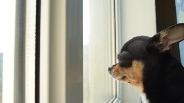Собака Доме Чихуахуа Лежит Подоконнике Занавеске Собака Ждет Своего Хозяина — стоковое видео