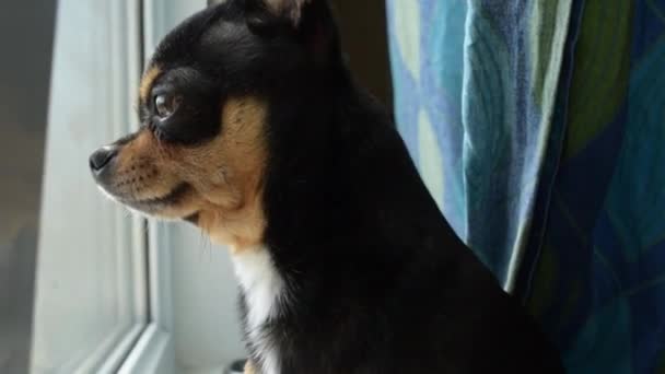 Pies Spaceruje Ulicy Chihuahua Pies Spacer Chihuahua Czarny Brązowy Biały — Wideo stockowe