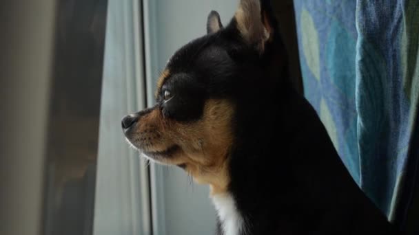 Hondenloopjes Straat Chihuahua Hond Voor Een Wandeling Chihuahua Zwart Bruin — Stockvideo