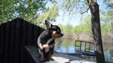 Evcil köpek sokakta yürüyor. Chihuahua köpeği yürüyüşe çıktı. Chihuahua siyah, kahverengi ve beyaz. Yürüyüşe çıkmış şirin bir köpek yavrusu. Bahçedeki ya da parktaki köpek İyi yetiştirilmiş köpek Chihuahua mini pürüzsüz saçlı