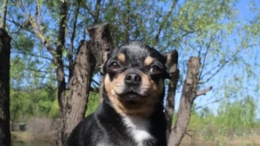 Evcil köpek sokakta yürüyor. Chihuahua köpeği yürüyüşe çıktı. Chihuahua siyah, kahverengi ve beyaz. Yürüyüşe çıkmış şirin bir köpek yavrusu. Bahçedeki ya da parktaki köpek İyi yetiştirilmiş köpek Chihuahua mini pürüzsüz saçlı