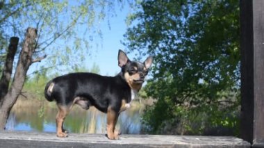 Evcil köpek sokakta yürüyor. Chihuahua köpeği yürüyüşe çıktı. Chihuahua siyah, kahverengi ve beyaz. Yürüyüşe çıkmış şirin bir köpek yavrusu. Bahçedeki ya da parktaki köpek İyi yetiştirilmiş köpek Chihuahua mini pürüzsüz saçlı