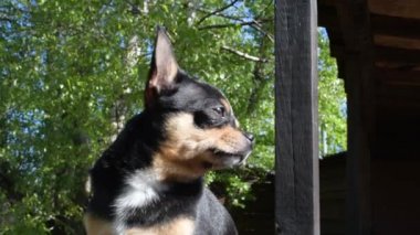Evcil köpek sokakta yürüyor. Chihuahua köpeği yürüyüşe çıktı. Chihuahua siyah, kahverengi ve beyaz. Yürüyüşe çıkmış şirin bir köpek yavrusu. Bahçedeki ya da parktaki köpek İyi yetiştirilmiş köpek Chihuahua mini pürüzsüz saçlı