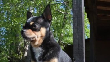 Evcil köpek sokakta yürüyor. Chihuahua köpeği yürüyüşe çıktı. Chihuahua siyah, kahverengi ve beyaz. Yürüyüşe çıkmış şirin bir köpek yavrusu. Bahçedeki ya da parktaki köpek İyi yetiştirilmiş köpek Chihuahua mini pürüzsüz saçlı