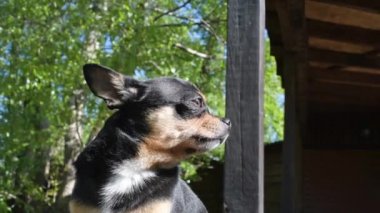 Evcil köpek sokakta yürüyor. Chihuahua köpeği yürüyüşe çıktı. Chihuahua siyah, kahverengi ve beyaz. Yürüyüşe çıkmış şirin bir köpek yavrusu. Bahçedeki ya da parktaki köpek İyi yetiştirilmiş köpek Chihuahua mini pürüzsüz saçlı