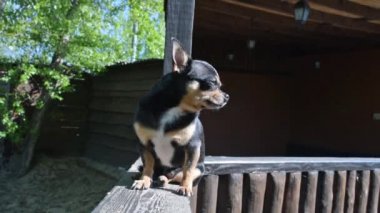 Evcil köpek sokakta yürüyor. Chihuahua köpeği yürüyüşe çıktı. Chihuahua siyah, kahverengi ve beyaz. Yürüyüşe çıkmış şirin bir köpek yavrusu. Bahçedeki ya da parktaki köpek İyi yetiştirilmiş köpek Chihuahua mini pürüzsüz saçlı