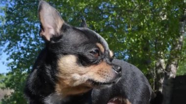 Evcil köpek sokakta yürüyor. Chihuahua köpeği yürüyüşe çıktı. Chihuahua siyah, kahverengi ve beyaz. Yürüyüşe çıkmış şirin bir köpek yavrusu. Bahçedeki ya da parktaki köpek İyi yetiştirilmiş köpek Chihuahua mini pürüzsüz saçlı