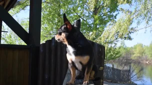 Evcil Köpek Sokakta Yürüyor Chihuahua Köpeği Yürüyüşe Çıktı Chihuahua Siyah — Stok video