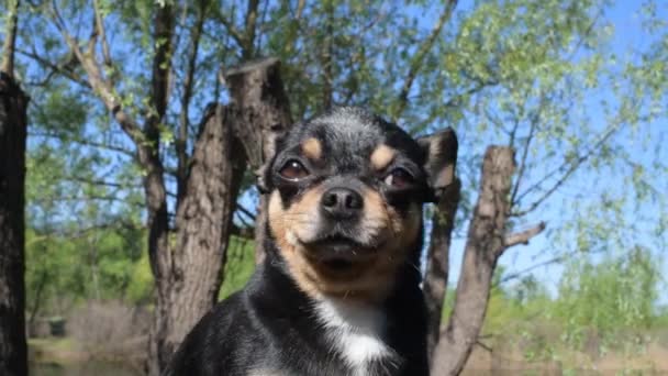 Perro Mascota Pasea Por Calle Chihuahua Perro Dar Paseo Chihuahua — Vídeos de Stock