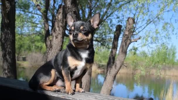 Pet Hund Går Gaden Chihuahua Hund Tur Chihuahua Sort Brun – Stock-video