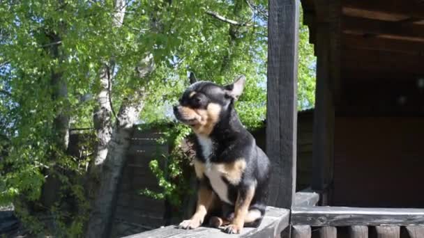 Hondenloopjes Straat Chihuahua Hond Voor Een Wandeling Chihuahua Zwart Bruin — Stockvideo