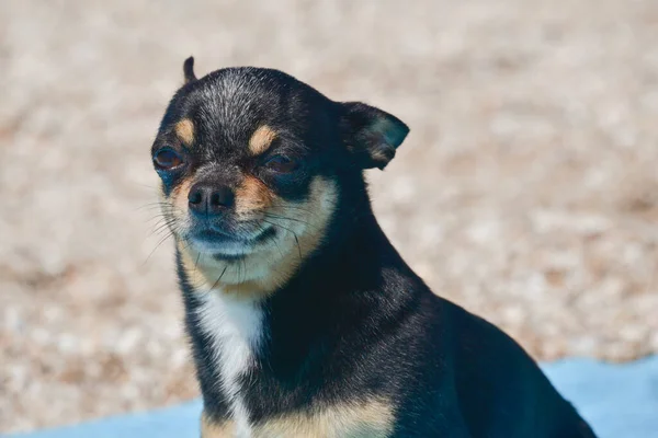 Τσιουάουα Σκυλί Στηρίζεται Μπλε Πετσέτα Τσιουάουα Στην Παραλία Πετσέτα Σκύλος — Φωτογραφία Αρχείου