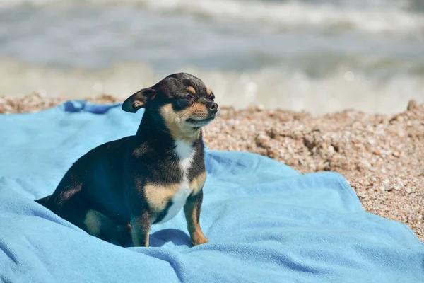 chihuahua dog resting on blue towel. Chihuahua on the beach on a towel. Dog and rest. Concept summer vacation beach sea.