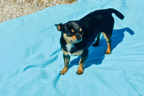 chihuahua dog resting on blue towel. Chihuahua on the beach on a towel. Dog and rest. Concept summer vacation beach sea.