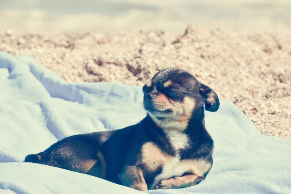 Chihuahua Hund Ruht Auf Blauem Handtuch Chihuahua Strand Auf Einem — Stockfoto