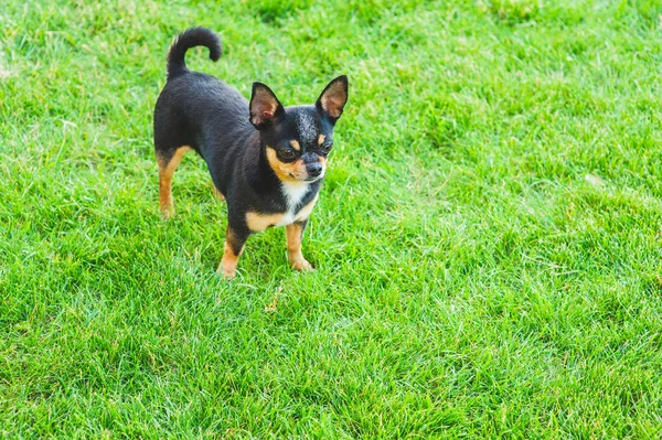 Egy Fekete Barna Fajtatiszta Chihuahua Kutyakölyök Áll Szabadban Bámul Kutya — Stock Fotó