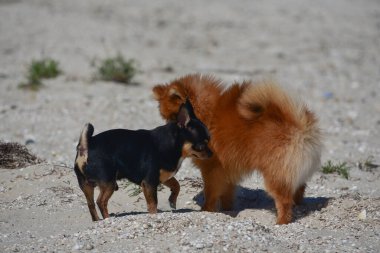Pomeranian spitz ve chihuahua. Spitz ve Chihuahua sahilde. Küçük köpek çiftleşir
